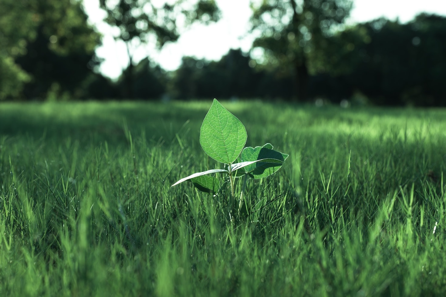 Transforming Challenges Into Environmental Opportunities